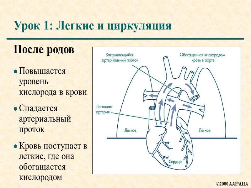 После родов Повышается уровень кислорода в крови Спадается артериальный проток Кровь поступает в легкие,